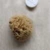 honeycomb natursvamp ubleget